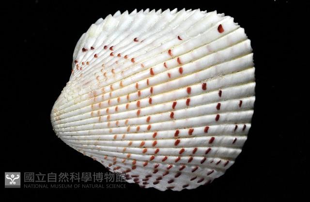草莓鳥尾蛤藏品圖，第3張