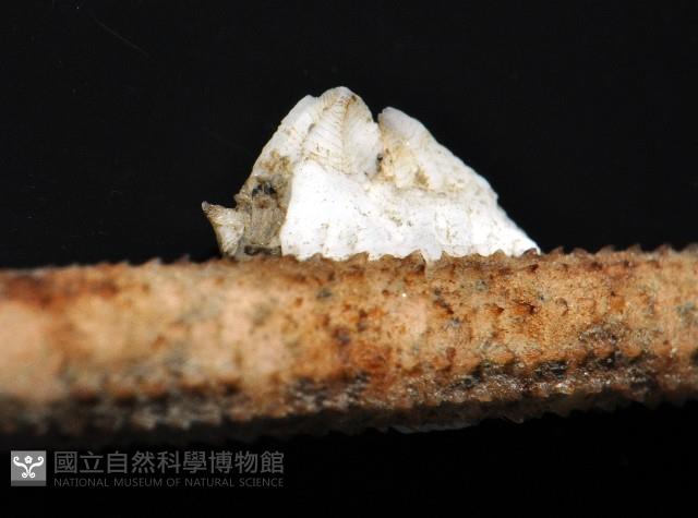 貝雕吻花籠藏品圖，第3張