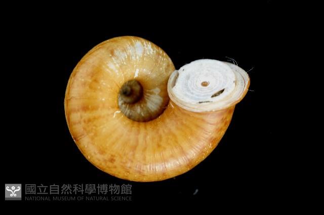 闊唇臺灣山蝸牛藏品圖，第3張