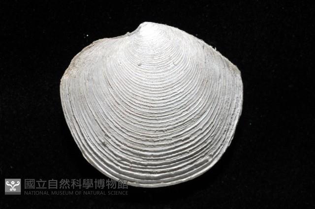 環紋扁滿月蛤藏品圖，第3張