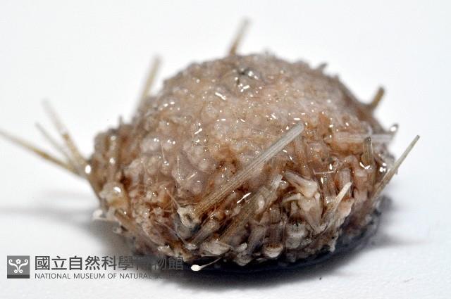 未知種深海皇冠海膽藏品圖，第3張