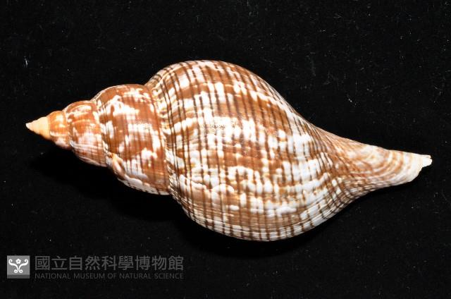 鬱金香旋螺藏品圖，第3張