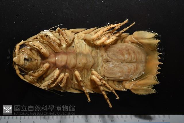 道氏深水虱藏品圖，第3張