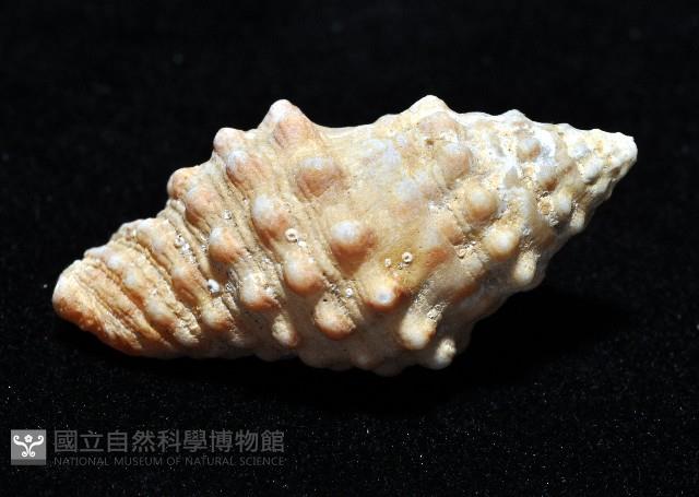 鏈結螺藏品圖，第3張