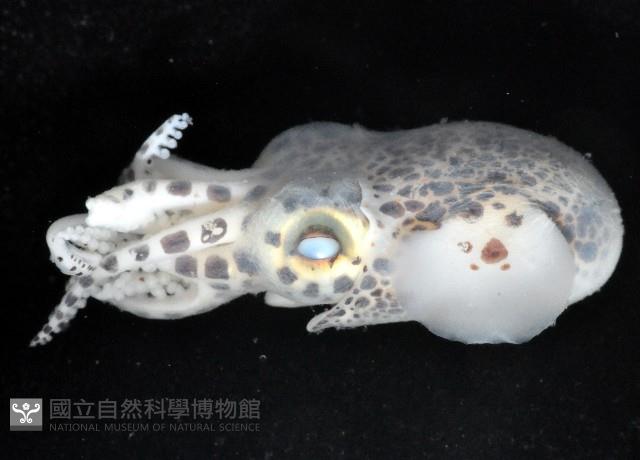 耳烏賊之一種藏品圖，第3張