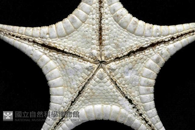 細(窄)花海星藏品圖，第3張