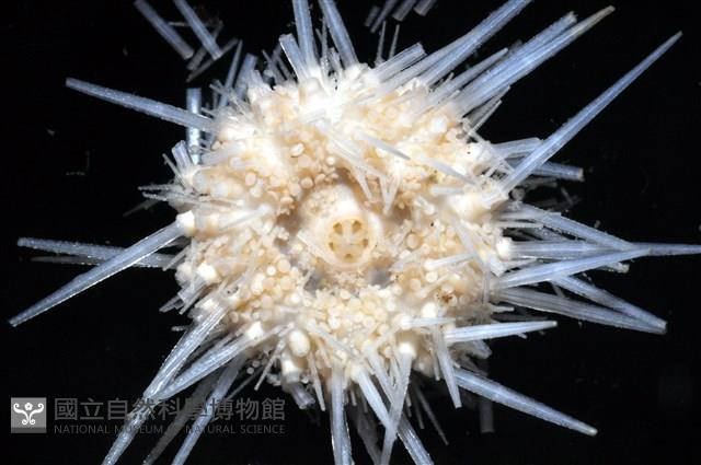 福氏鋸海膽藏品圖，第3張