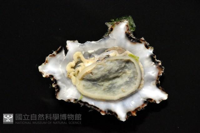 鵜足青螺藏品圖，第3張