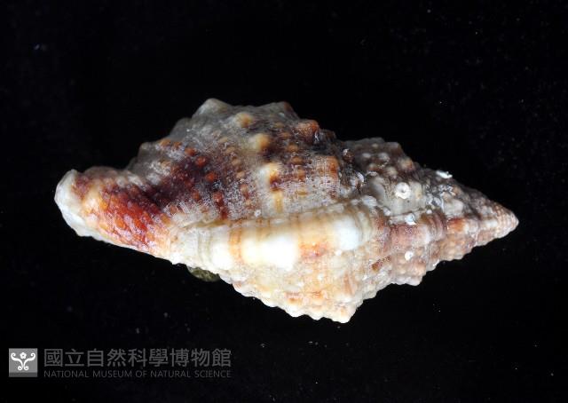 果粒蛙螺藏品圖，第3張