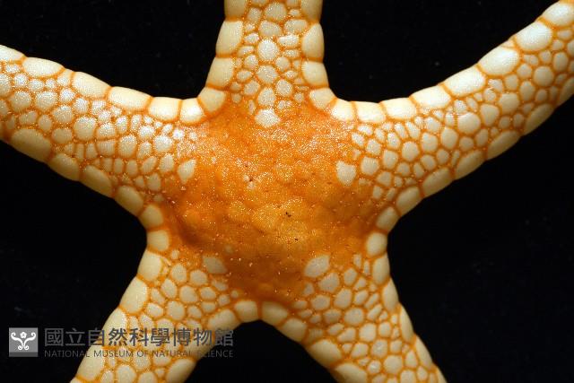 單鏈蛇星(珠鏈單鰓海星)藏品圖，第3張
