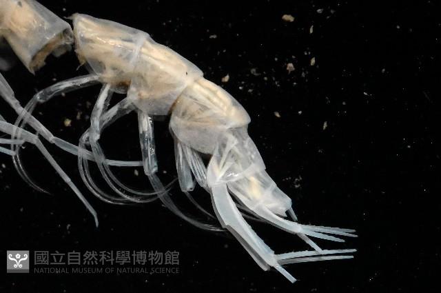未知種端足類藏品圖，第3張