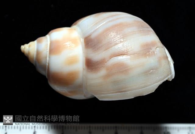 妃珍鳳螺藏品圖，第3張