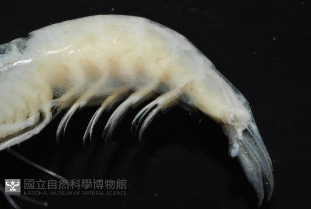 西表島新米蝦藏品圖，第3張