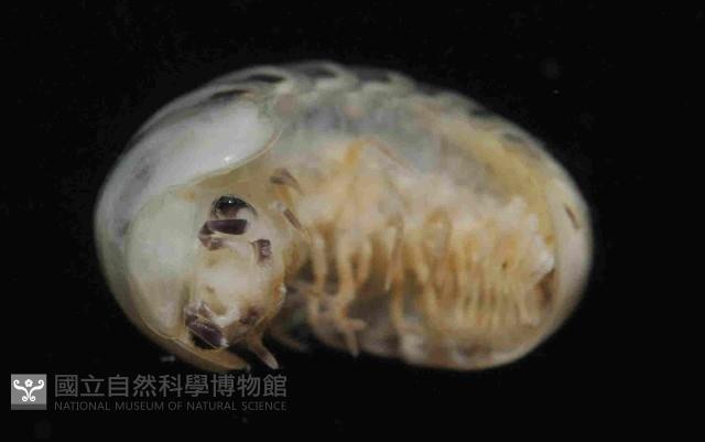 條紋木球馬陸藏品圖，第3張