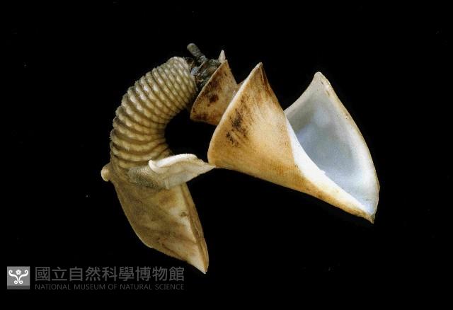 司氏鎧茗荷藏品圖，第3張