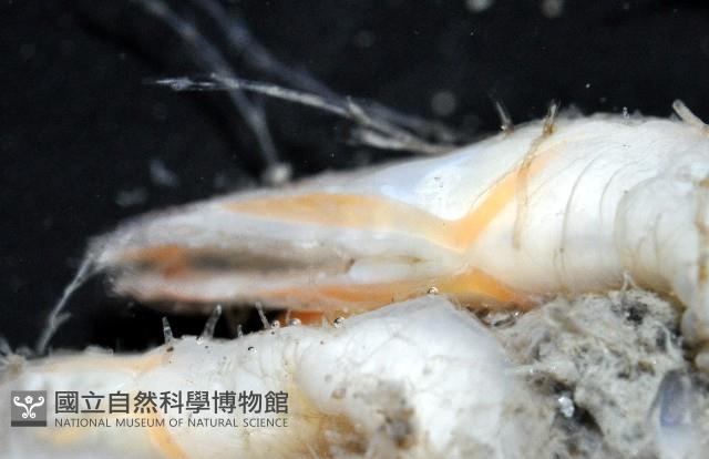 直板茗荷藏品圖，第3張