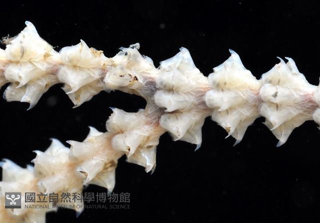 未知種深海原軟珊瑚藏品圖，第3張