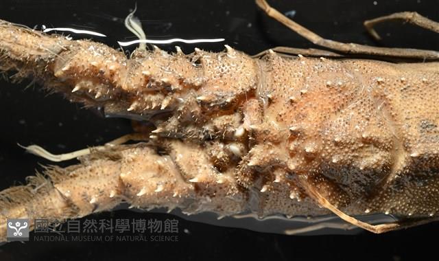 褐黃脊龍蝦藏品圖，第3張