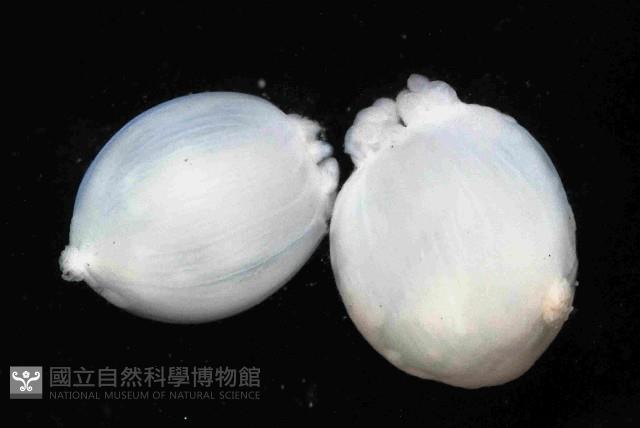 未知種水母類藏品圖，第3張