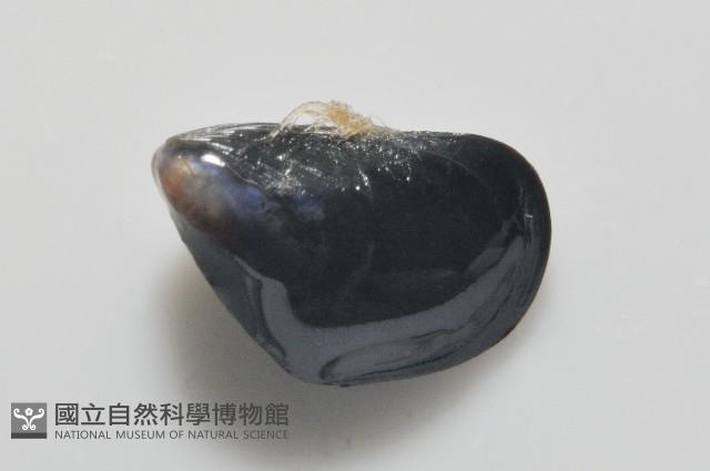 登錄號:006952-00009藏品圖，第3張