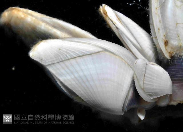 鵝茗荷藏品圖，第3張
