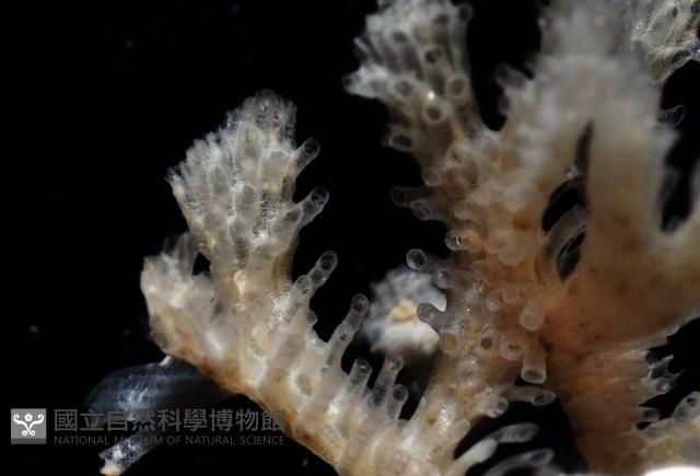 未知種管孔苔蟲藏品圖，第3張