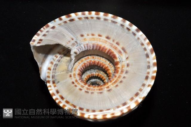 黑線車輪螺藏品圖，第3張