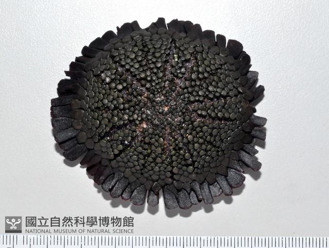 默氏笠海膽藏品圖，第3張