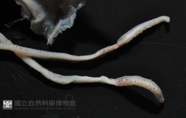 未知種皮羅魷魚藏品圖，第3張