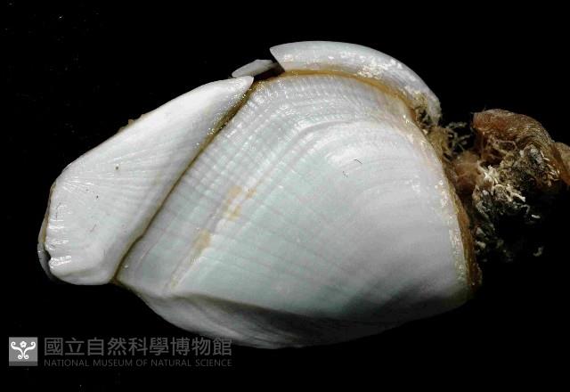 鵝茗荷藏品圖，第3張