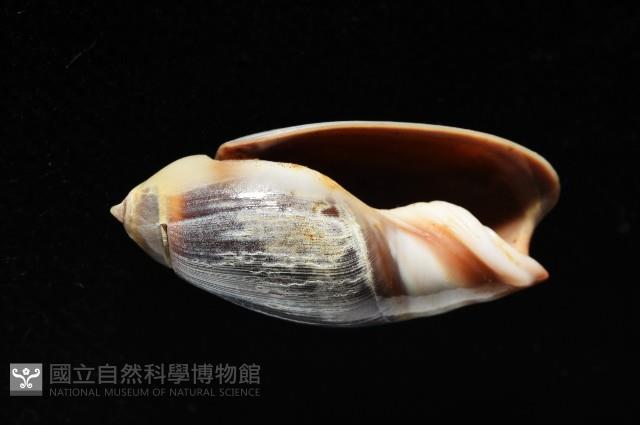 扭軸彈頭螺藏品圖，第3張