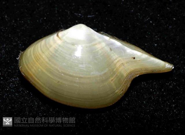 深淵馬刺蛤藏品圖，第3張