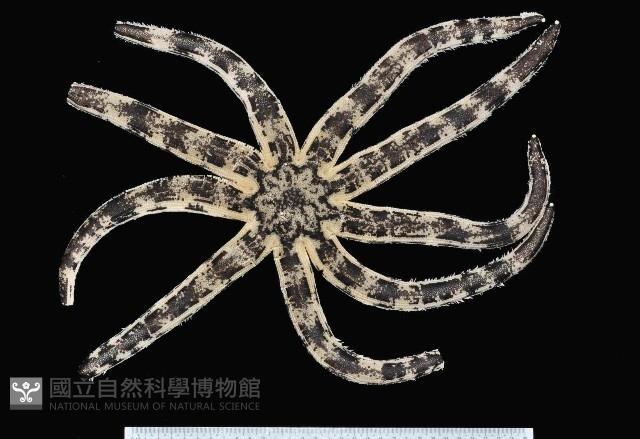 斑砂海星藏品圖，第3張