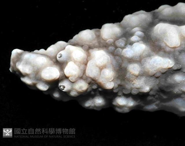 丘凸小葉海蛞蝓藏品圖，第3張