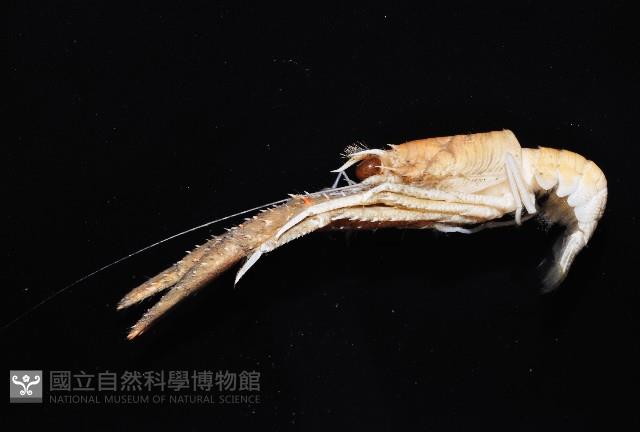 毛額刺鎧蝦藏品圖，第3張