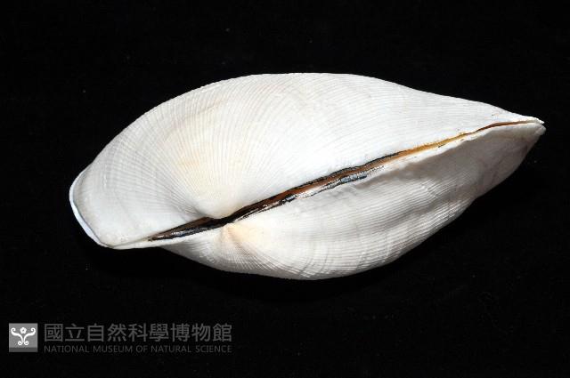 半扭魁蛤藏品圖，第3張