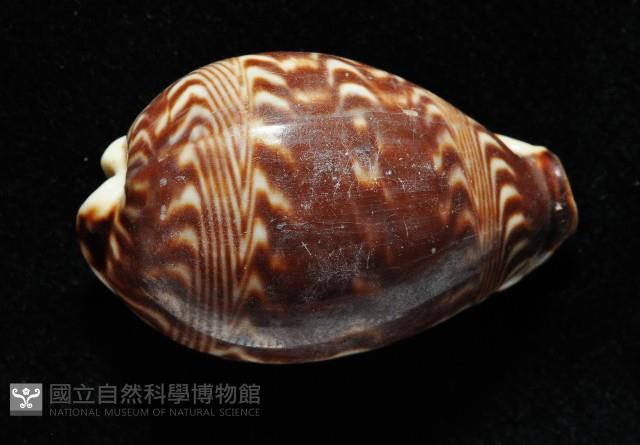 山水寶螺藏品圖，第3張