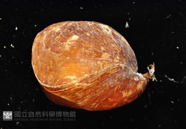 未知種酸漿貝藏品圖，第3張