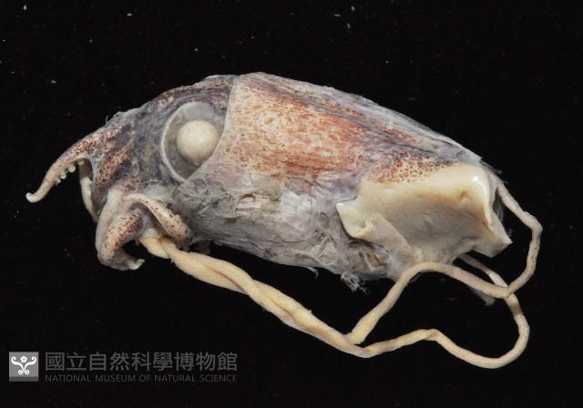 未知種異烏賊藏品圖，第3張
