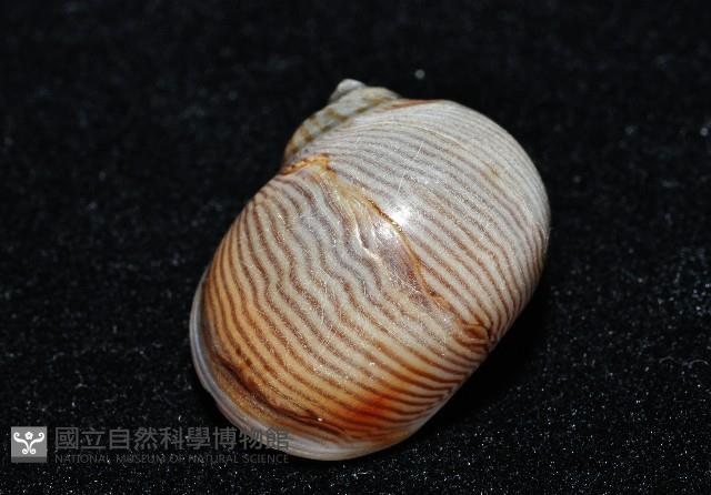 細紋玉螺藏品圖，第3張