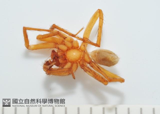 長亞隙蛛藏品圖，第3張
