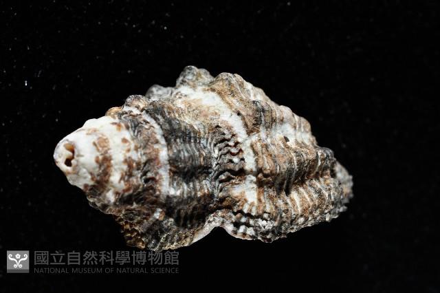 稜結螺藏品圖，第3張