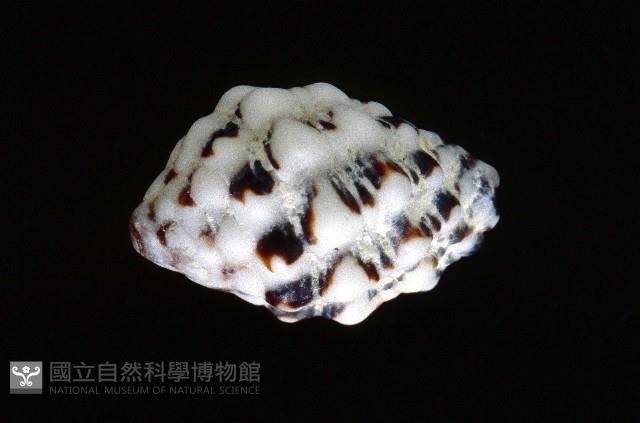 紫口岩螺藏品圖，第3張