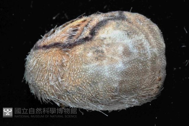 未知種高星海膽藏品圖，第3張