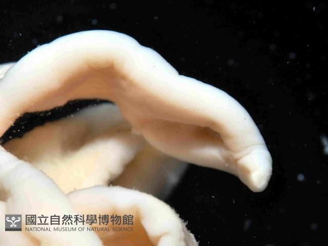 未知種紐蟲藏品圖，第3張