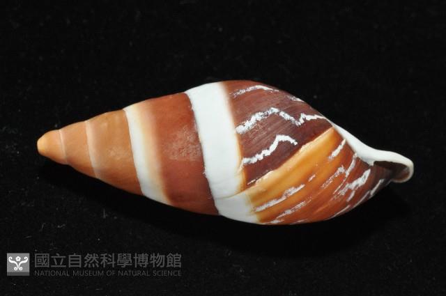 美嬌蝸牛藏品圖，第3張