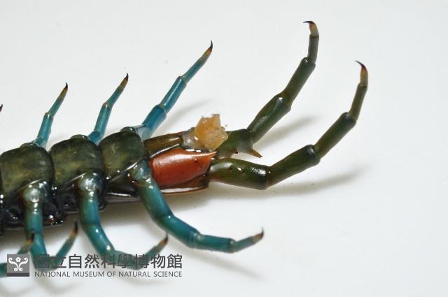 日本巨蜈蚣藏品圖，第3張