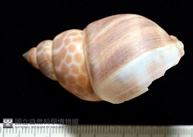 錫蘭鳳螺藏品圖，第3張