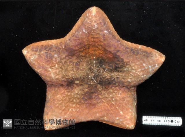 規則膨海星藏品圖，第3張