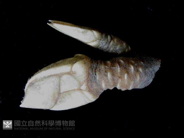 小甲小鎧茗荷藏品圖，第3張